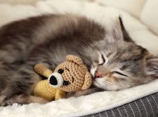 6 نکته در مورد جای خواب گربه + آموزش ساخت