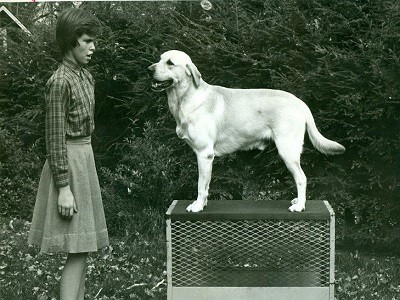 تاریخچه نژاد سگ لابرادور رتریور