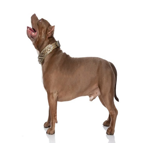 مشخصات ضاهری سگ آمریکن بولی