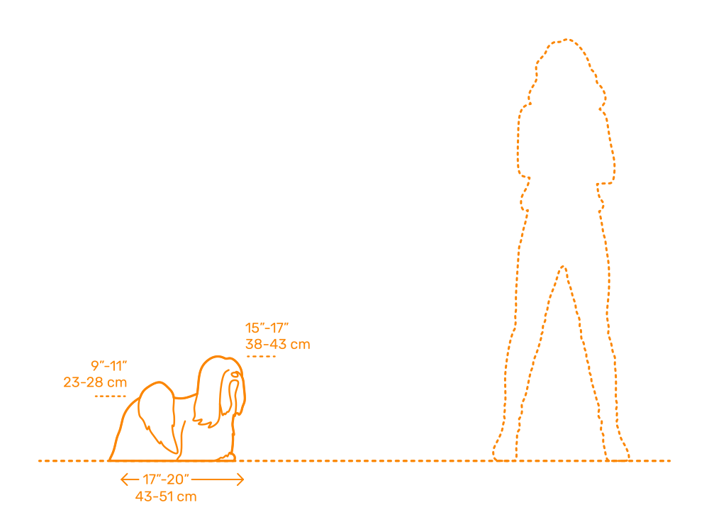 مقیاسه اندازه سگ لهاسا آپسو با انسان