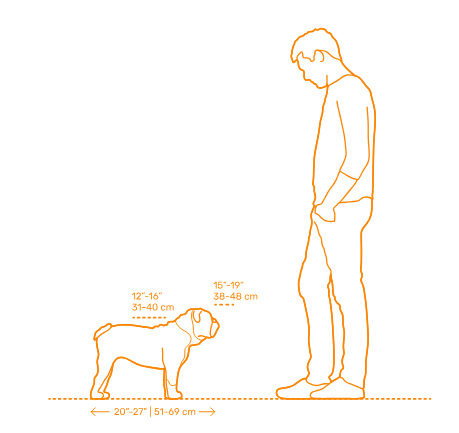 مقایسه اندازه سگ بولداگ با انسان