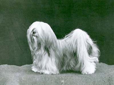 تاریخچه نژاد سگ لهاسا آپسو تبتی
