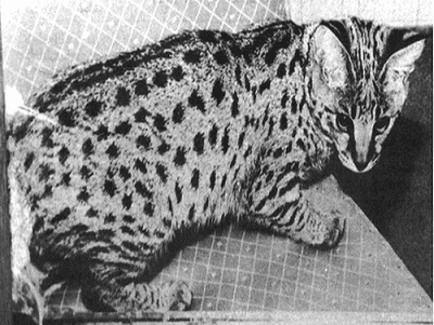تاریخچه نژاد گربه ساوانا