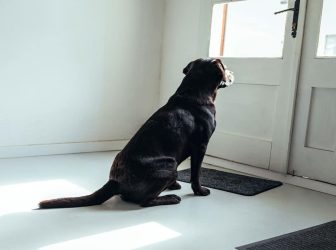 5 مرحله ساده برای آموزش تنها گذاشتن سگ در خانه!