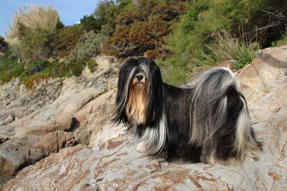 عکس سگ لهاسا آپسو ایستاده بر دامنه کوه