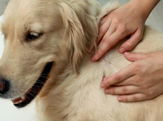 7 مدل جوش سگ که باید بشناسید + دلایل و راه درمان