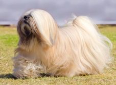 معرفی کامل سگ لهاسا آپسو ؛ اشراف زاده تبتی کوچک!
