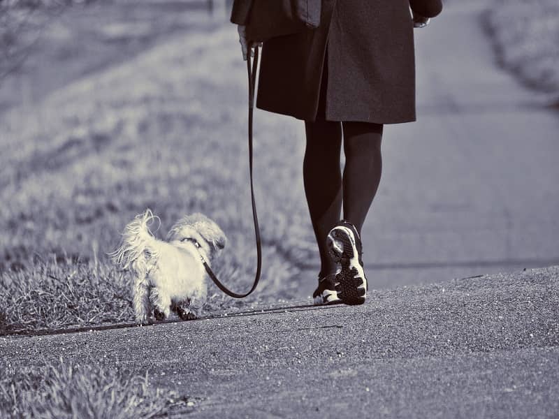 تخلیه انرژی سگ با پیاده روی