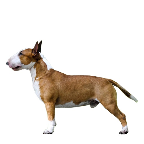مشخصات ظاهری سگ بول تریر