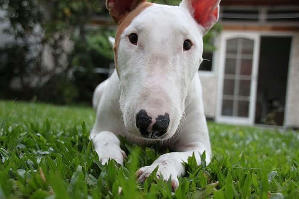 عکس Bull Terrier از نمای نزدیک
