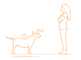 مقیاسه اندازه سگ بول تریر انگلیسی با انسان
