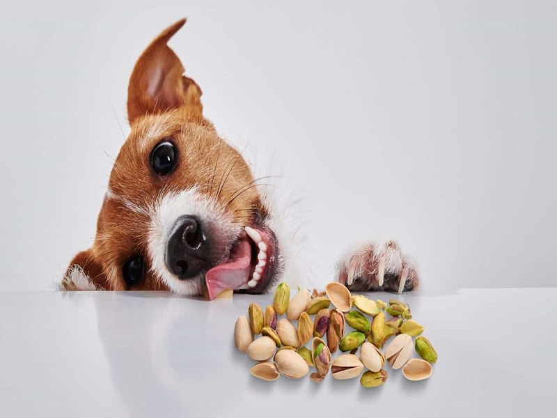 آیا سگ‌ها می‌تونن پسته بخورن؟
