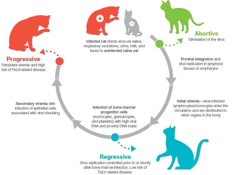 چرخه ایدز گربه