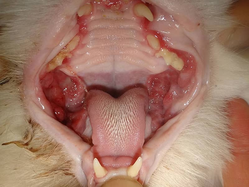 التهاب دهان ناشی از بیماری FIV یا ایدز گربه