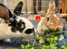 17 غذاهای ممنوعه برای خرگوش؛ مسمومیت تا مرگ!