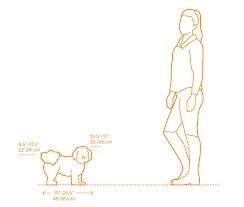 مقایسه اندازه سگ هاوانس با انسان