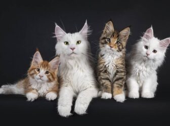 10 تا از بهترین نژادهای گربه برای نگهداری در خانه و آپارتمان را بشناسید!