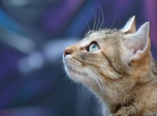 با 15 علامت ایدز گربه آشنا بشین + راه‌های انتقال!
