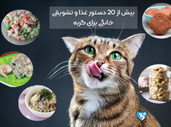 بیش از 20 دستور غذای خانگی برای گربه بالغ و بچه گربه‌ها!