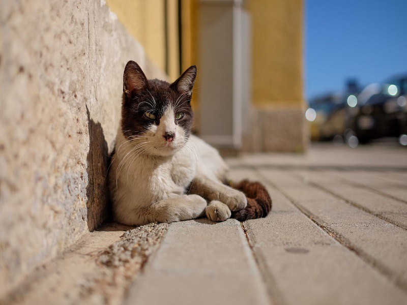 گربه خیابانی دراز کشیده