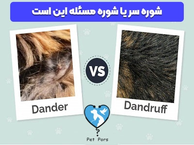 Dander or Dandruff