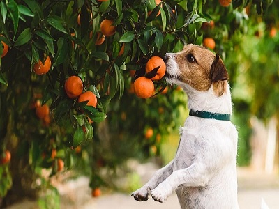 سگ در حال بو کشیدن نارنگی در باغ