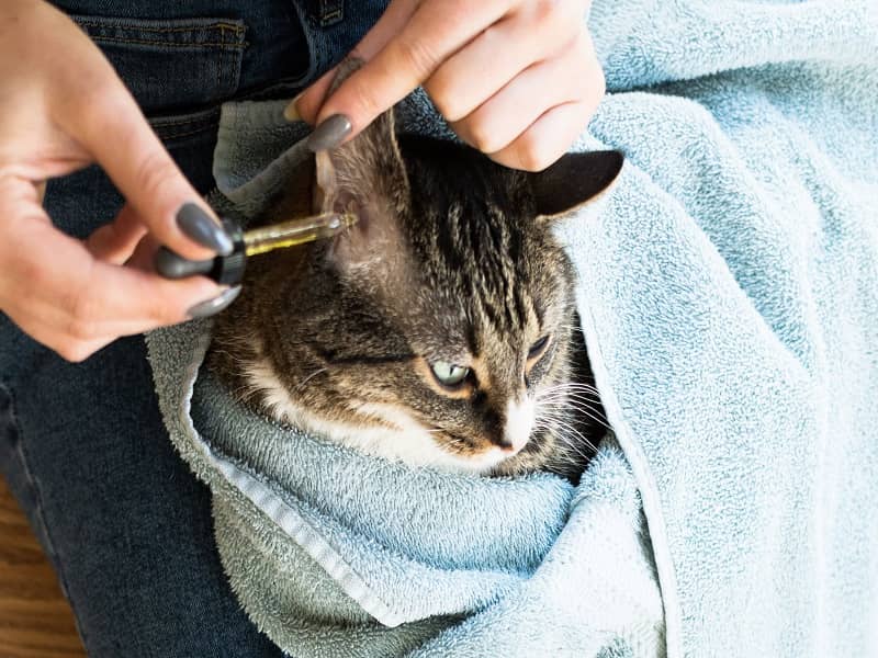 درمان خانگی عفونت گوش گربه