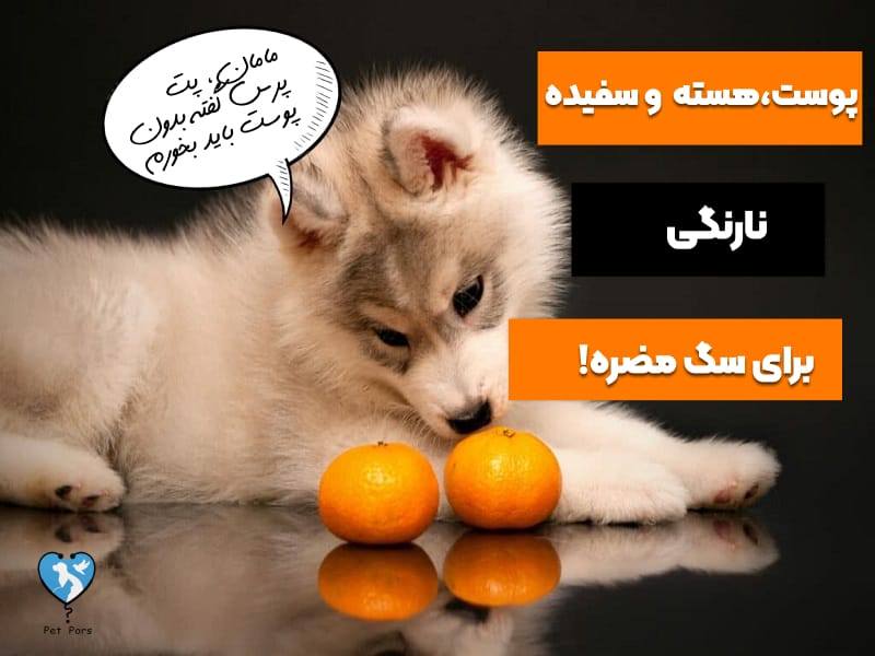 اجزای مختلف نارنگی برای سگ