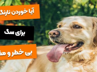 با 4 تا از خطرات کشنده نارنگی برای سگ آشنا بشین!