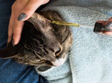 درمان خانگی عفونت گوش گربه به همراه روش تشخیص آن!