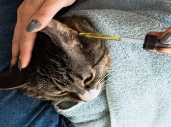 درمان خانگی عفونت گوش گربه به همراه روش تشخیص آن!