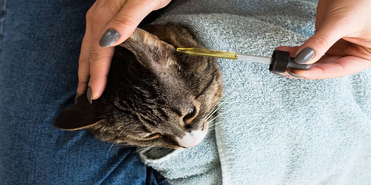 درمان خانگی عفونت گوش گربه