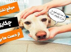 علت و درمان تشنج سگ؛ هنگام تشنج چکار باید بکنیم؟