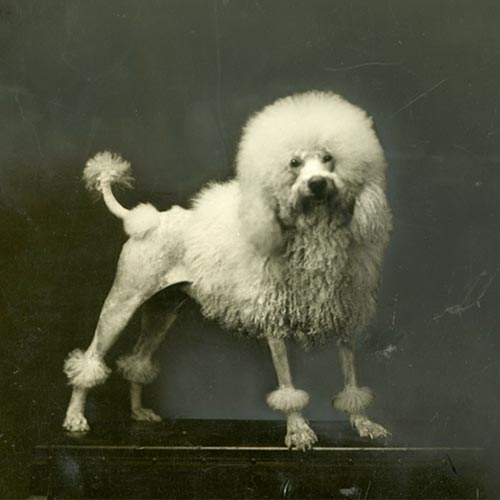 عکس قدیمی از سگ پودل