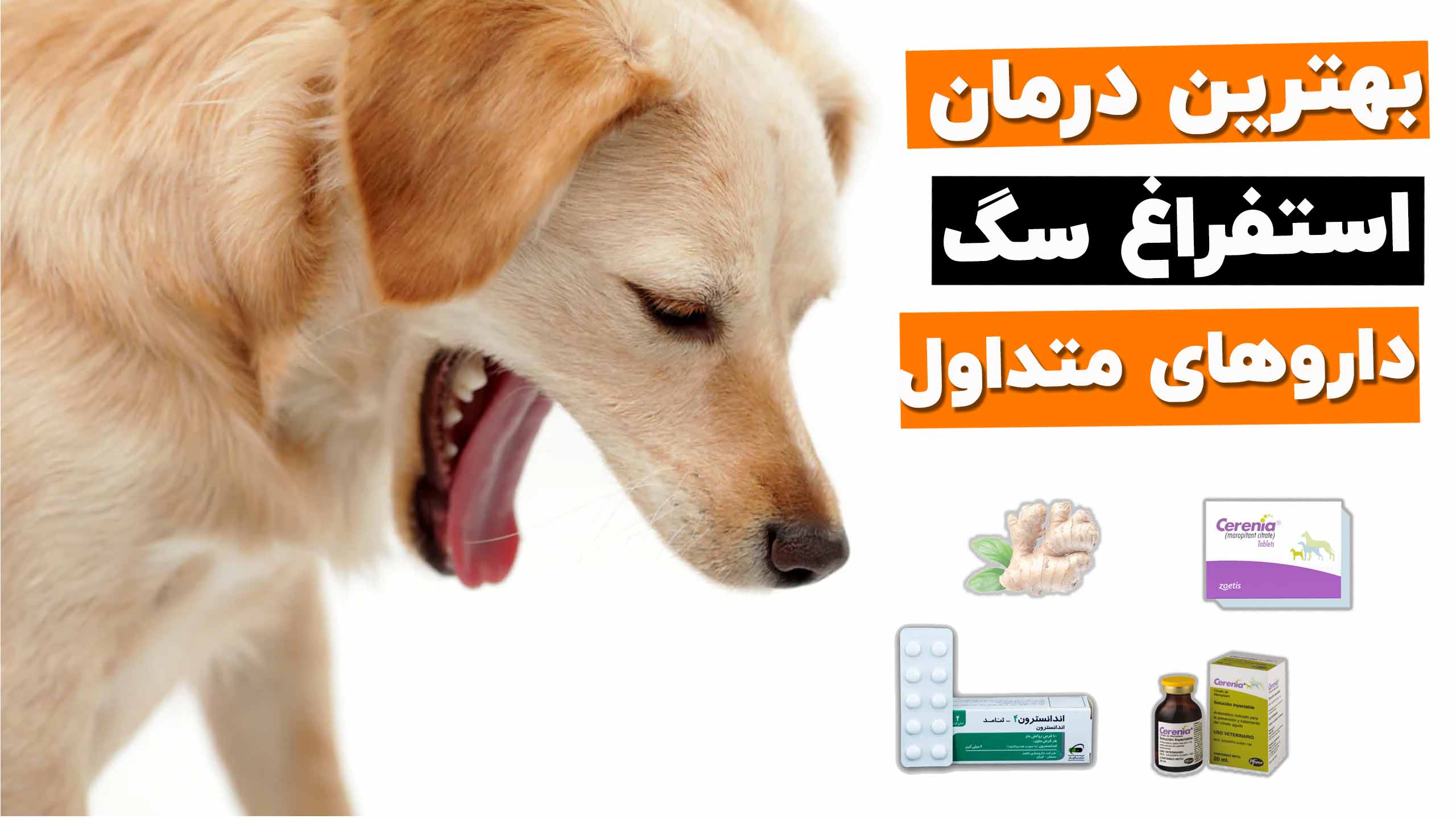 درمان استفراغ سگ