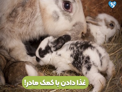 نگهداری بچه خرگوش‌ها با کمک مادرشون