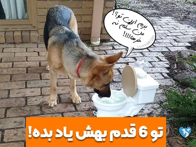 آموزش جیش کردن سگ ژرمن روی توالت