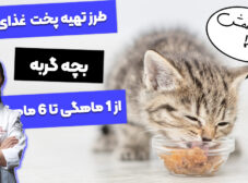 طرز تهیه 7 غذای خانگی برای بچه گربه 1 تا 6 ماهه! (پیشنهاد دامپزشک)