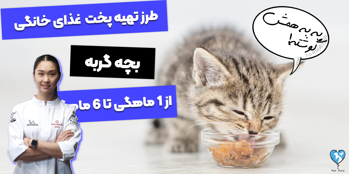 طرز تهیه 6 غذای خانگی برای بچه گربه یک ماهه تا سه ماهه