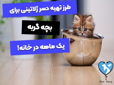 دسر ژلاتینی غذای خانگی برای بچه گربه یک ماهه