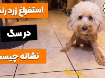 7 علت زردآب بالا آوردن سگ به همراه درمان آن!