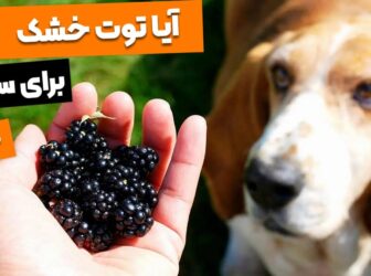 چرا انواع توت و توت خشک برای سگ هم مفیده و هم مضره؟!