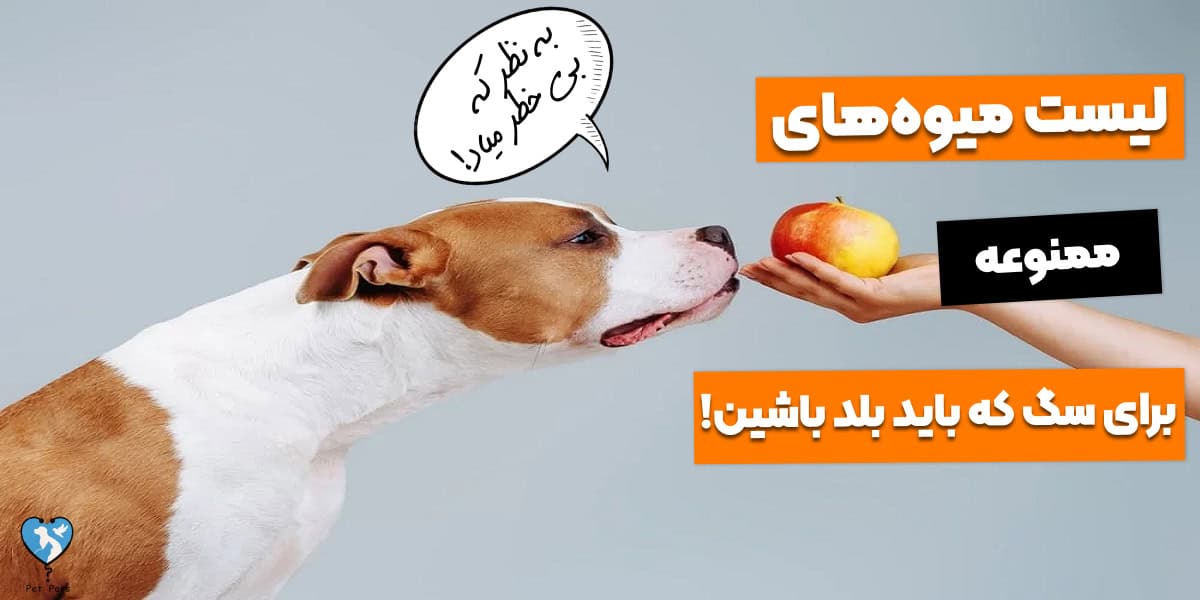 معرفی میوه‌ های ممنوعه برای سگ