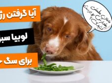 خواص لوبیا سبز برای سگ! آیا سگ‌ها می‌تونن لوبیا سبز بخورن؟