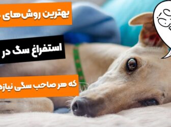 5 درمان خانگی استفراغ سگ که باید بلد باشید!