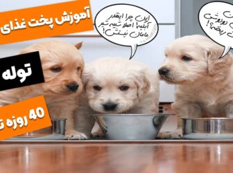 طرز تهیه 8 غذای خانگی برای توله سگ! (مورد تأیید دامپزشک)