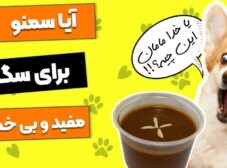 چرا سمنو برای سگ هم مفیده و هم مضر!