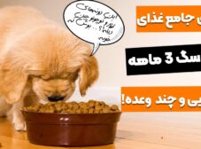 راهنمای غذای توله سگ سه ماهه؛ چند وعده بهشون غذا بدیم؟