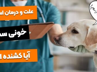 انواع درمان استفراغ خونی در سگ + علت آن!