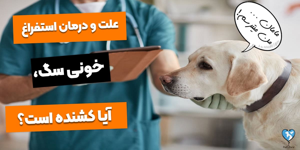 درمان استفراغ خونی در سگ